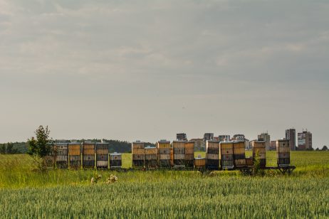 Bee Hives in the City