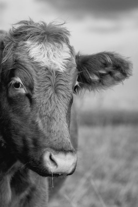 Black & White Portrait of a Cow