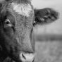 Black & White Portrait of a Cow