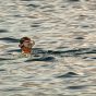 A Little Boy Diving in the Sea