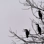 Silhouettes of 3 Cormorants on a Tree
