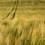 Grain Field Close-up