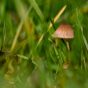 Little Mushroom in the Grass